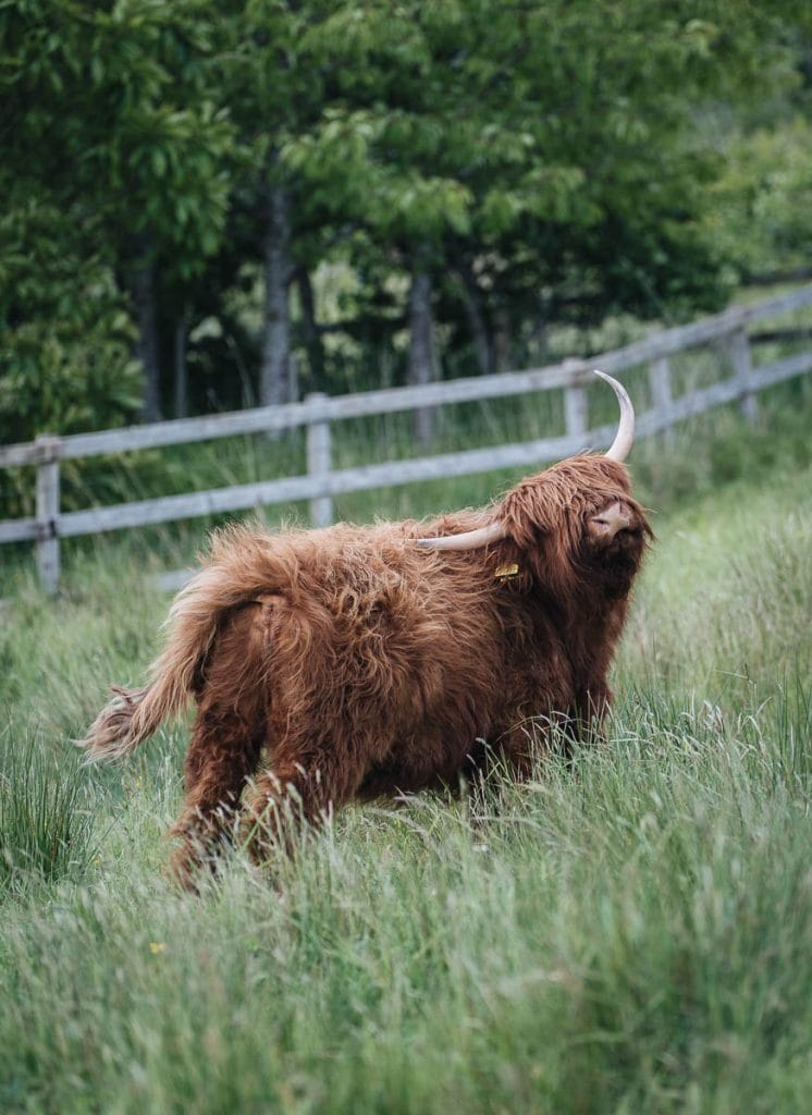 vaches des highlands