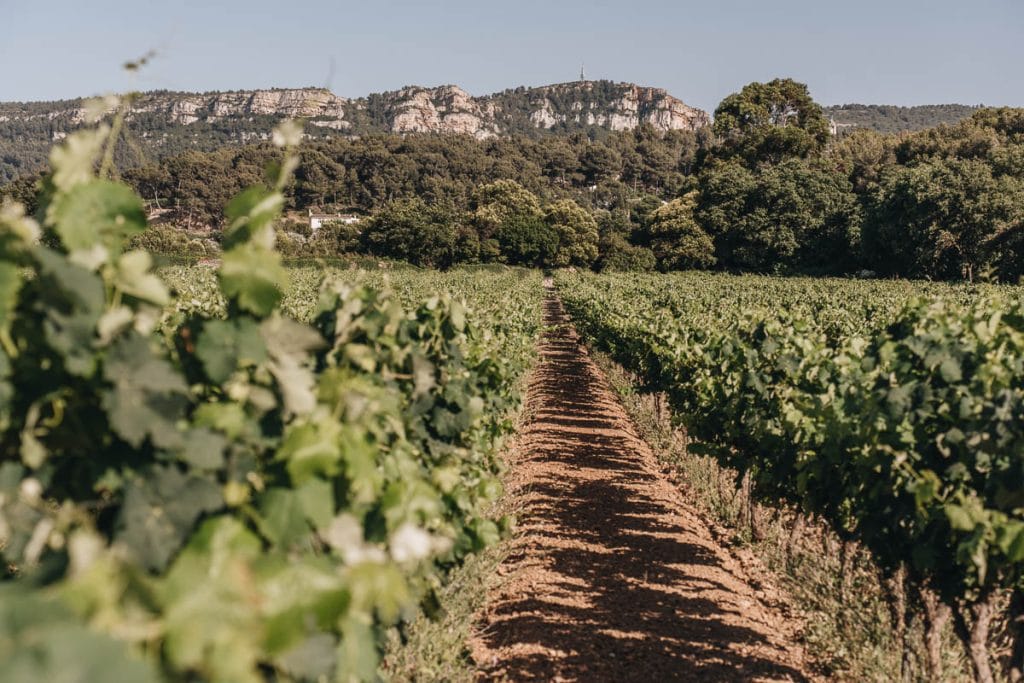 Vignoble cassis