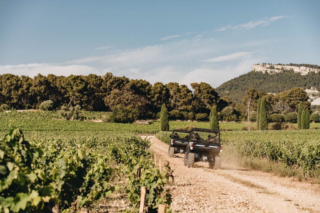 Vignoble cassis