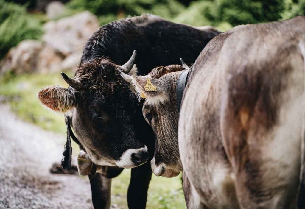vaches au tyrol