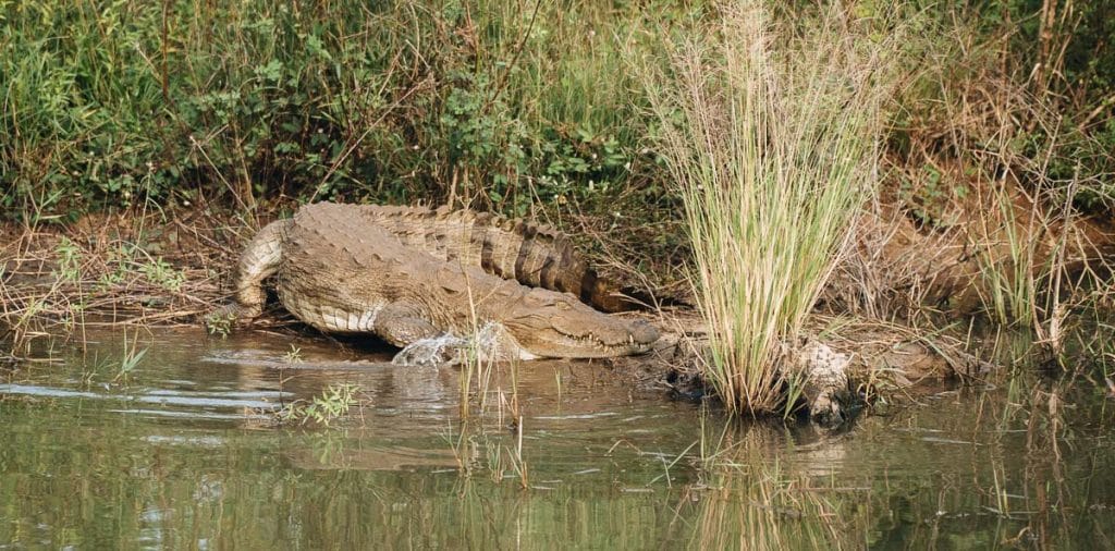 crocodile parc udawalawe