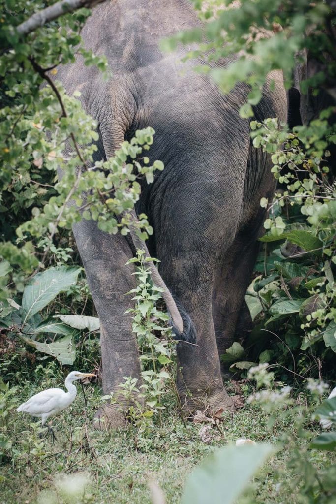 eléphanteau udawalawe