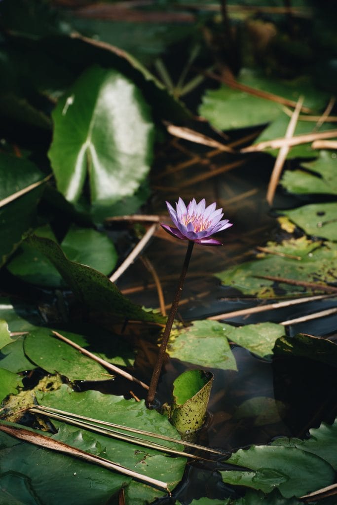 fleur de lotus sri lanka
