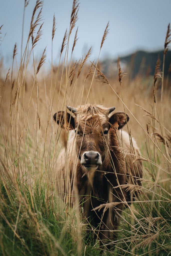 vache bréhat