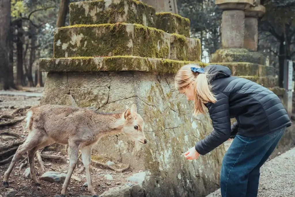 Notre fille tend la main à un jeune daim sika près des lanternes de pierre de Nara, voyage de 2 semaines au Japon en famille