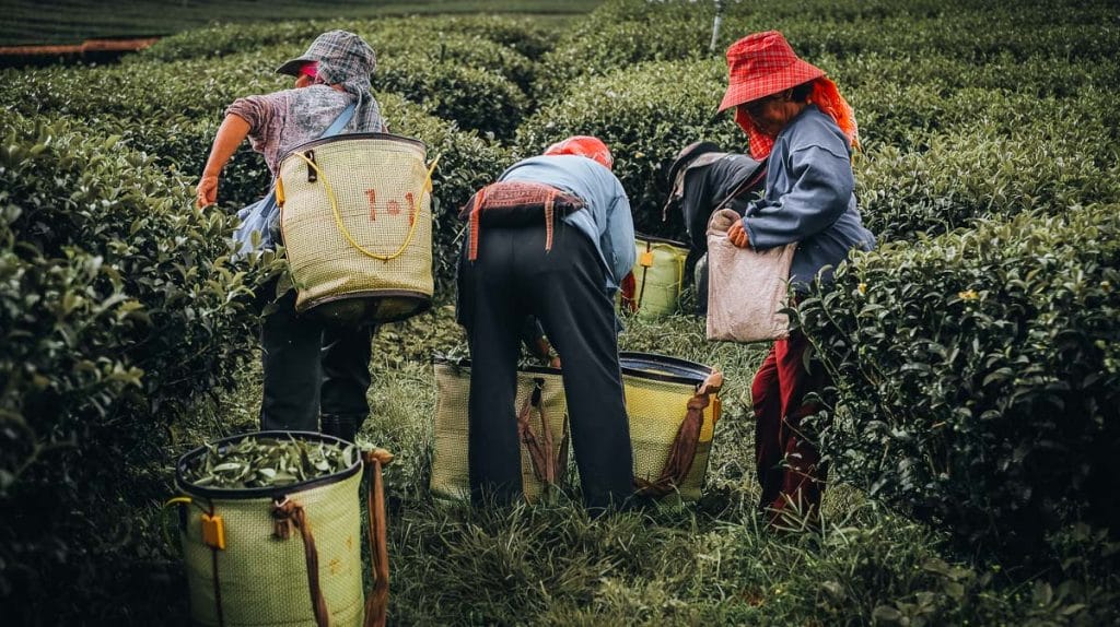 Récolte des feuilles de thé dans les plantations en terrasses de Mae Salong, Thaïlande du Nord.