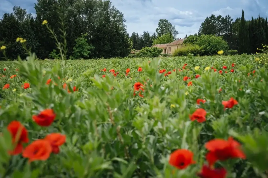 Coquelicots en fleurs au printemps dans les plaines maraîchères aux portes du Mont Ventoux