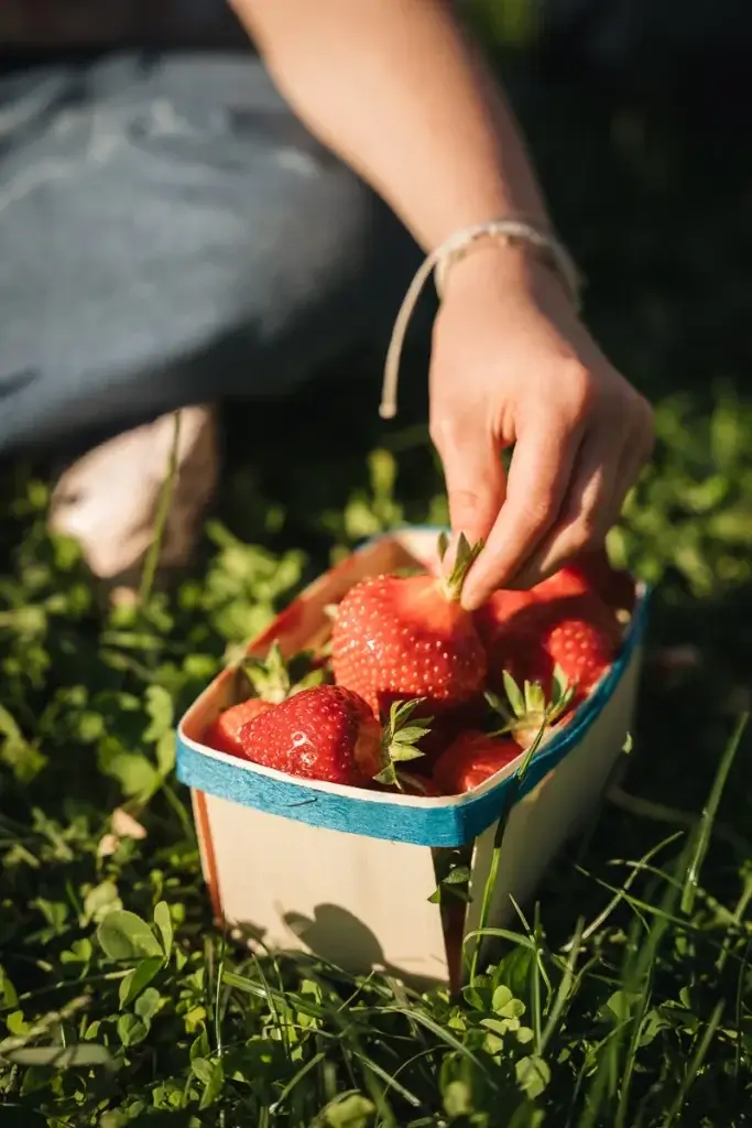 panier de fraises de Carpentras sur le marché des producteurs de Pernes-les-Fontaines