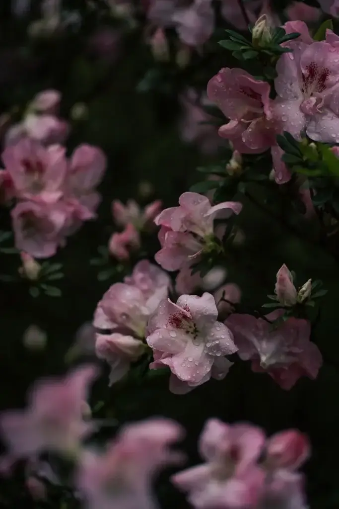 Azalées roses en fleurs sous la pluie dans le parc Terra Nostra à Furnas aux Açores