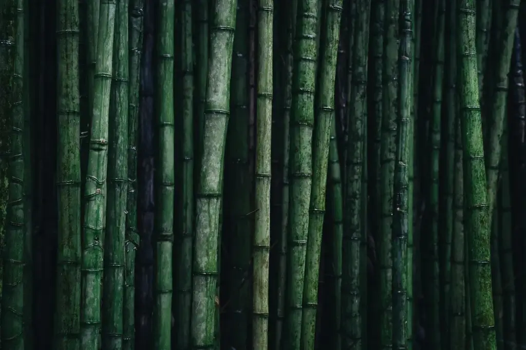 Forêt de bambous verts à Furnas sur l'île de São Miguel
