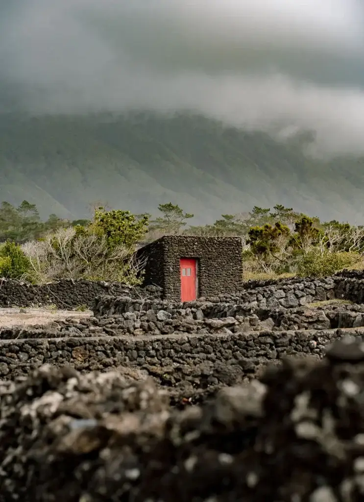 Cabane à la porte rouge au milieu des murets de lave du vignoble UNESCO de Pico aux Açores