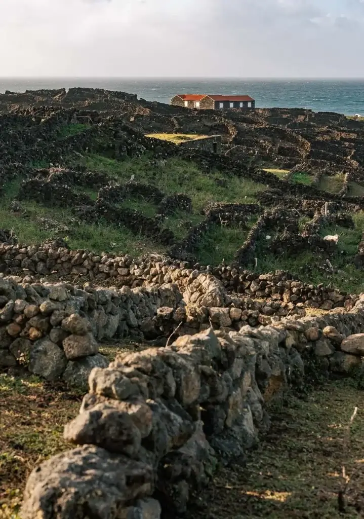 Paysage viticole de l'île de Pico classé UNESCO, murets de pierre de lave délimitant les parcelles face à l'océan Atlantique