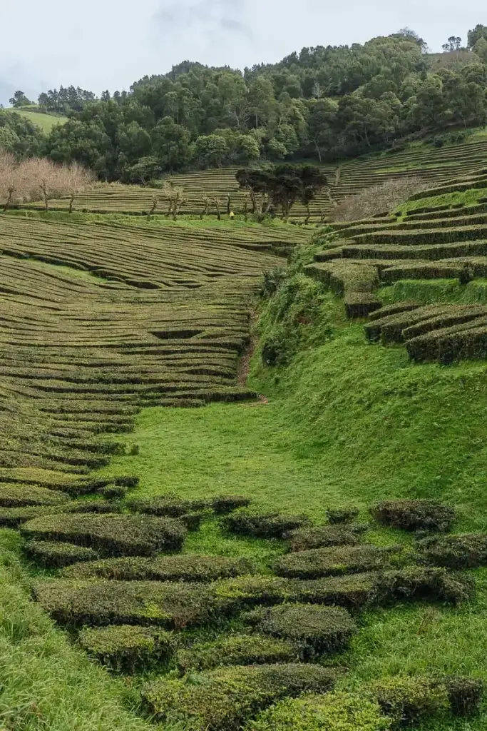 Terrasses vallonnées de théiers de la plantation Gorreana à São Miguel aux Açores