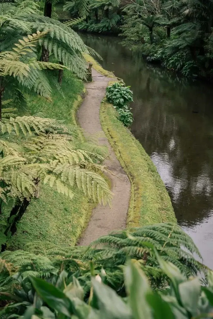 Sentier bordé de fougères arborescentes le long d'un cours d'eau dans le parc Terra Nostra à Furnas