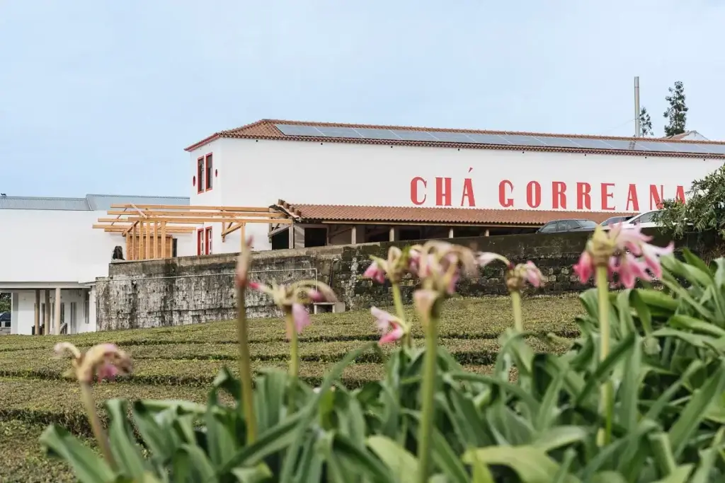 Usine de la plantation de thé Chá Gorreana à São Miguel aux Açores