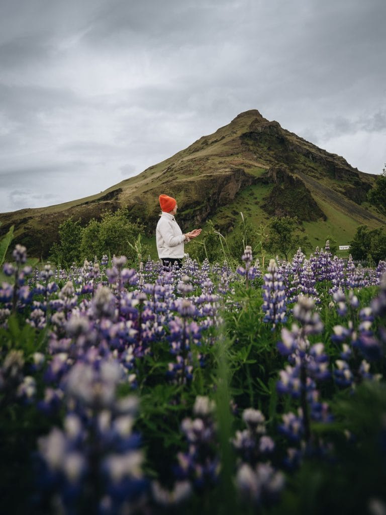 Voyageuse avec un bonnet orange au milieu d'un champ de lupins violets face à une montagne islandaise