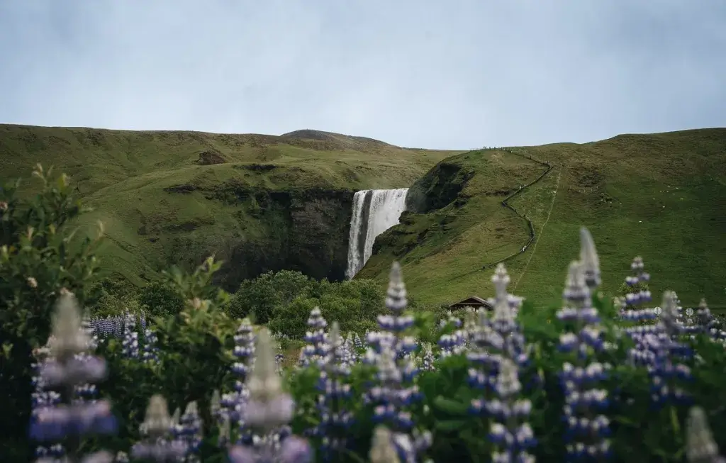 Vue panoramique de la cascade de Skógafoss avec un premier plan de lupins violets en fleurs