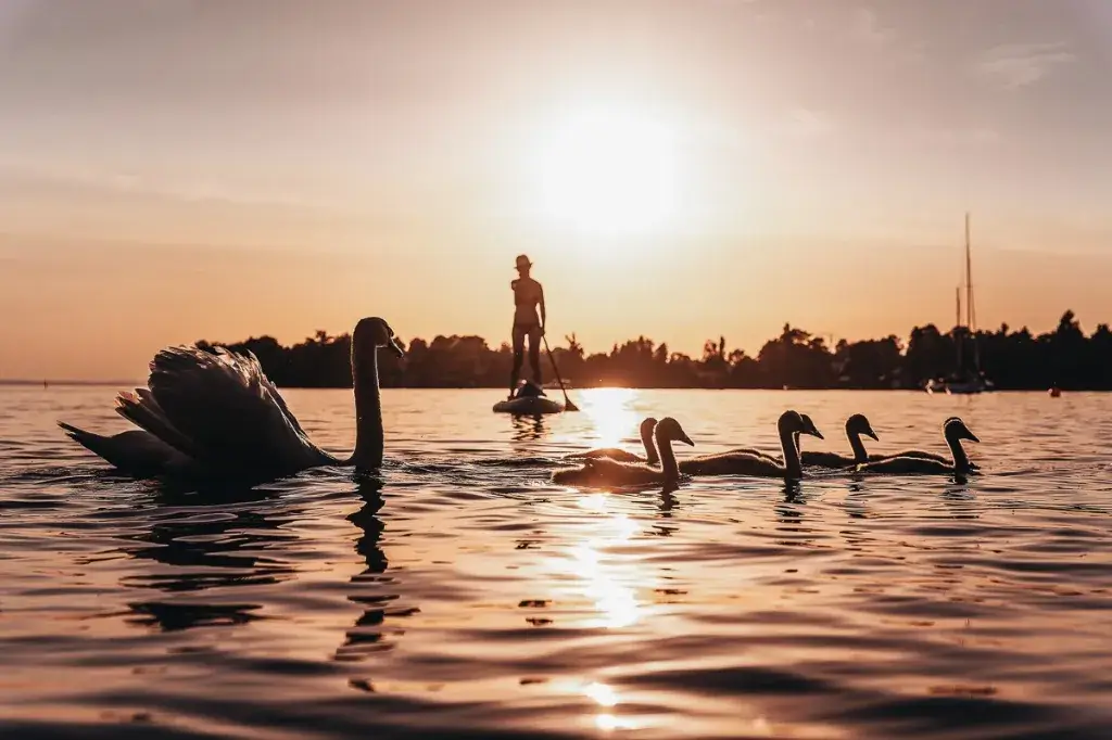 : Le coucher de soleil sur l'étang de Thau avec des cygnes et du paddle.