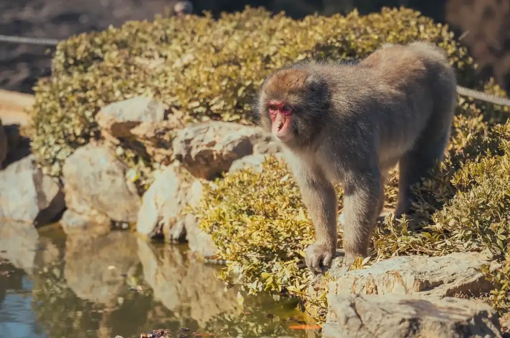 Macaque japonais au bord d'un bassin au Monkey Park Iwatayama, à Arashiyama