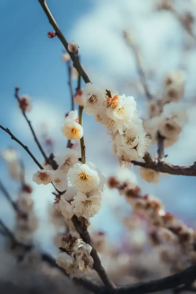 Branche de prunier en fleurs blanches dans le parc du château d’Osaka
