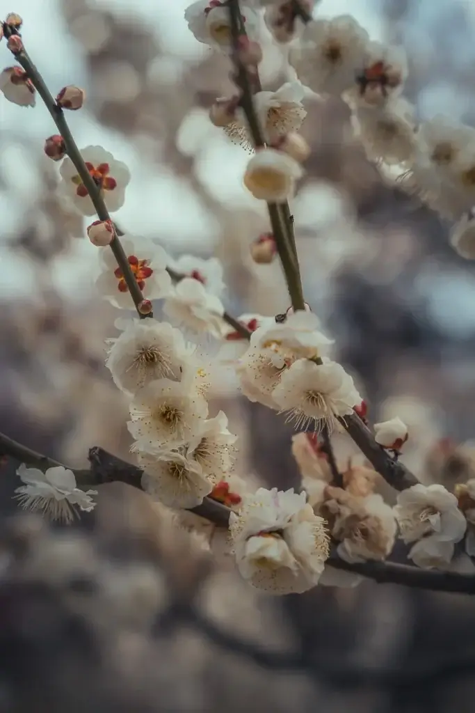 Branches de prunier en fleurs blanches (ume) à Kyoto en février