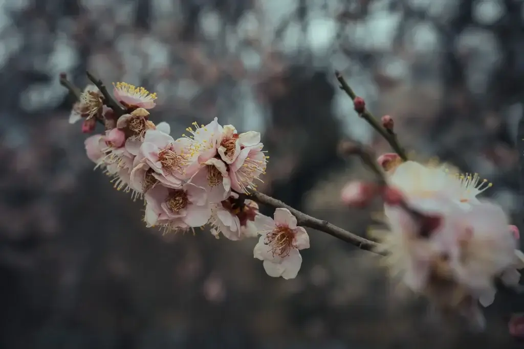 Branche de prunier en fleurs roses (ume) à Kyoto en février