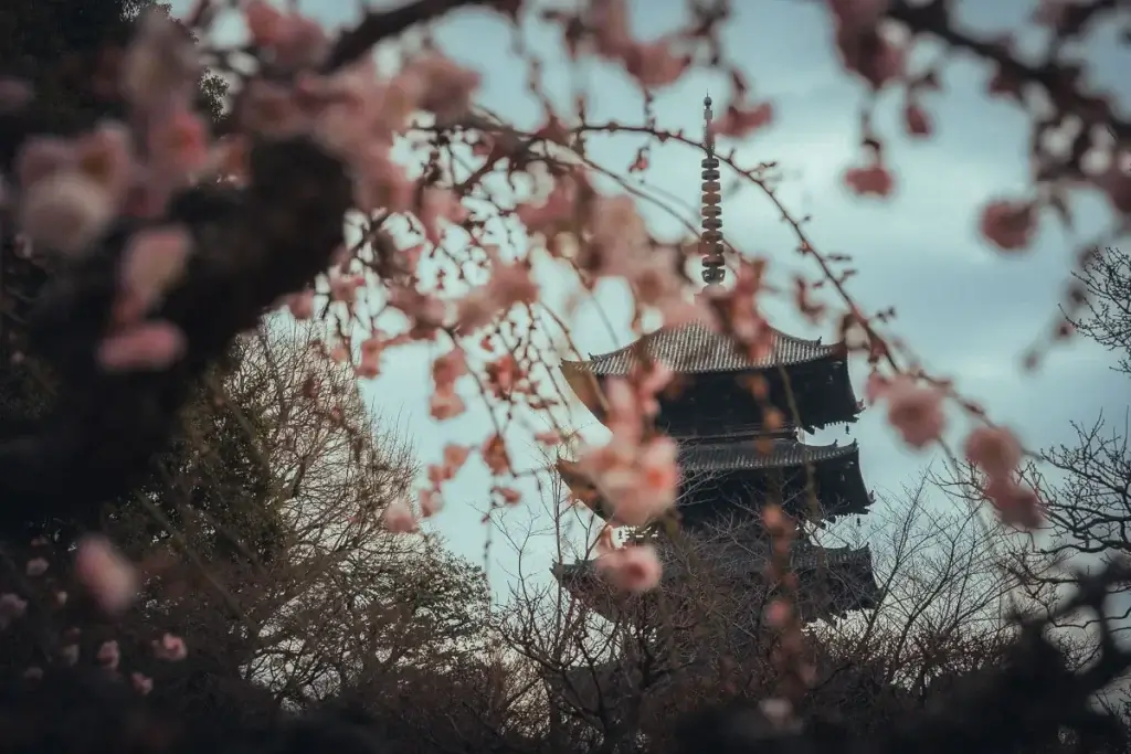 Pagode du Tō-ji vue à travers les branches de pruniers en fleurs à Kyoto en février